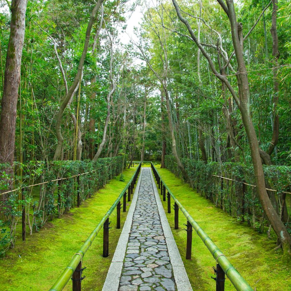A pathway lined with trees