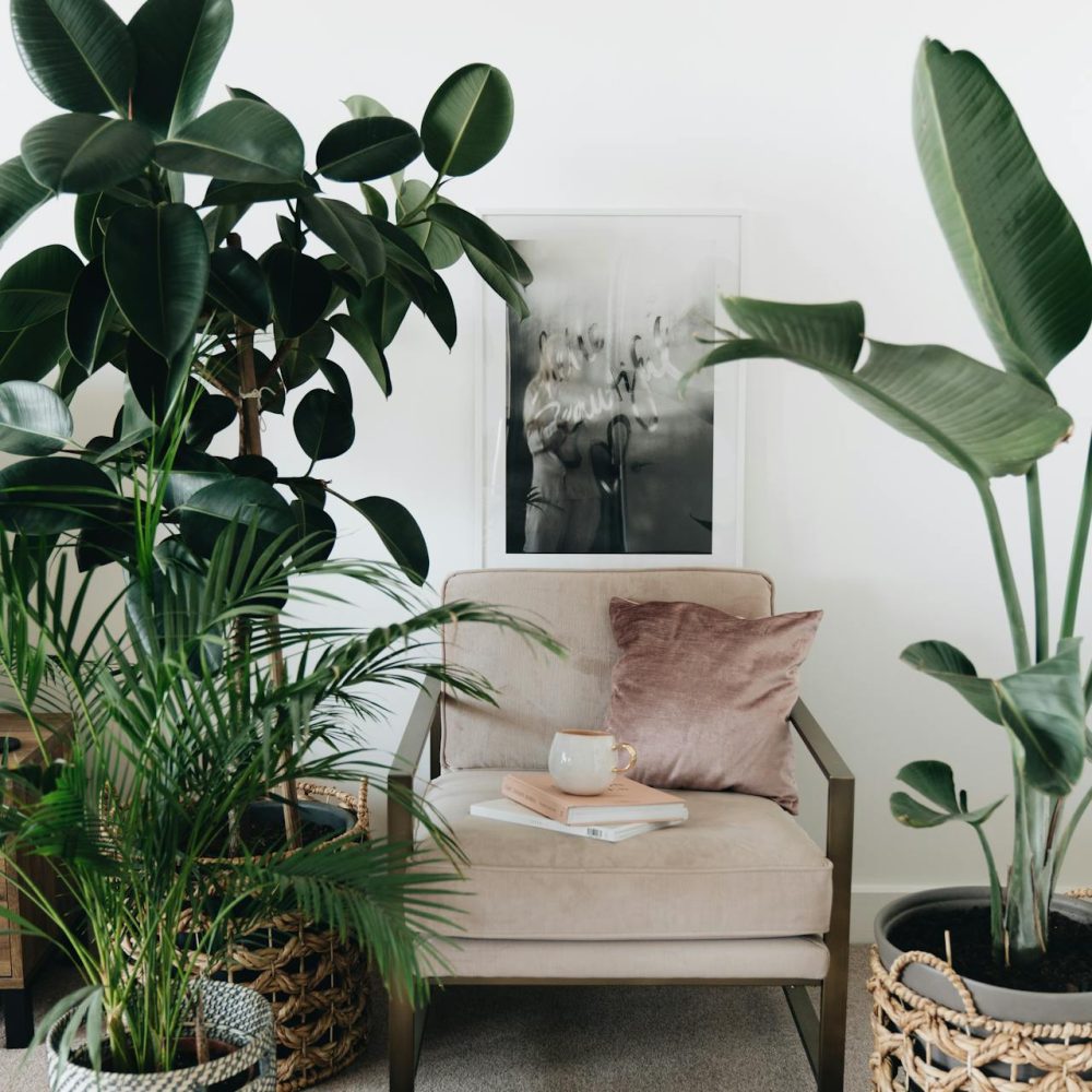 A room of houseplants with a chair and slippers